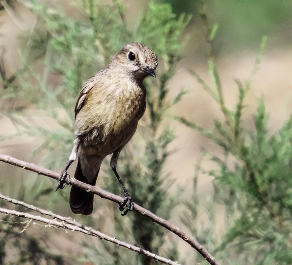 Burung Yang Indah Latar Belakang Alam — Stok Foto