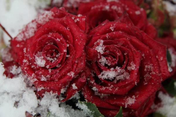 Czerwone Róże Śniegu — Zdjęcie stockowe