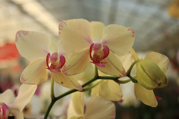 Phalaenopsis Flores Orquídea Fundo Close — Fotografia de Stock