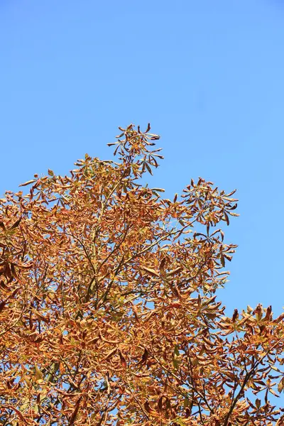 Ένα Φθινόπωρο Χρωματιστά Δέντρο Μια Σαφή Μπλε Ουρανό — Φωτογραφία Αρχείου