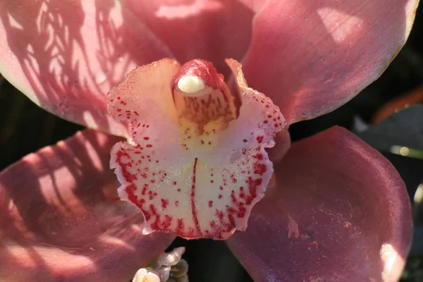 Orchidea Cymbidium Vicino — Foto Stock