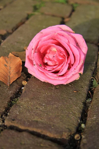 Ένα Ροζ Τριαντάφυλλο Από Κοντά — Φωτογραφία Αρχείου