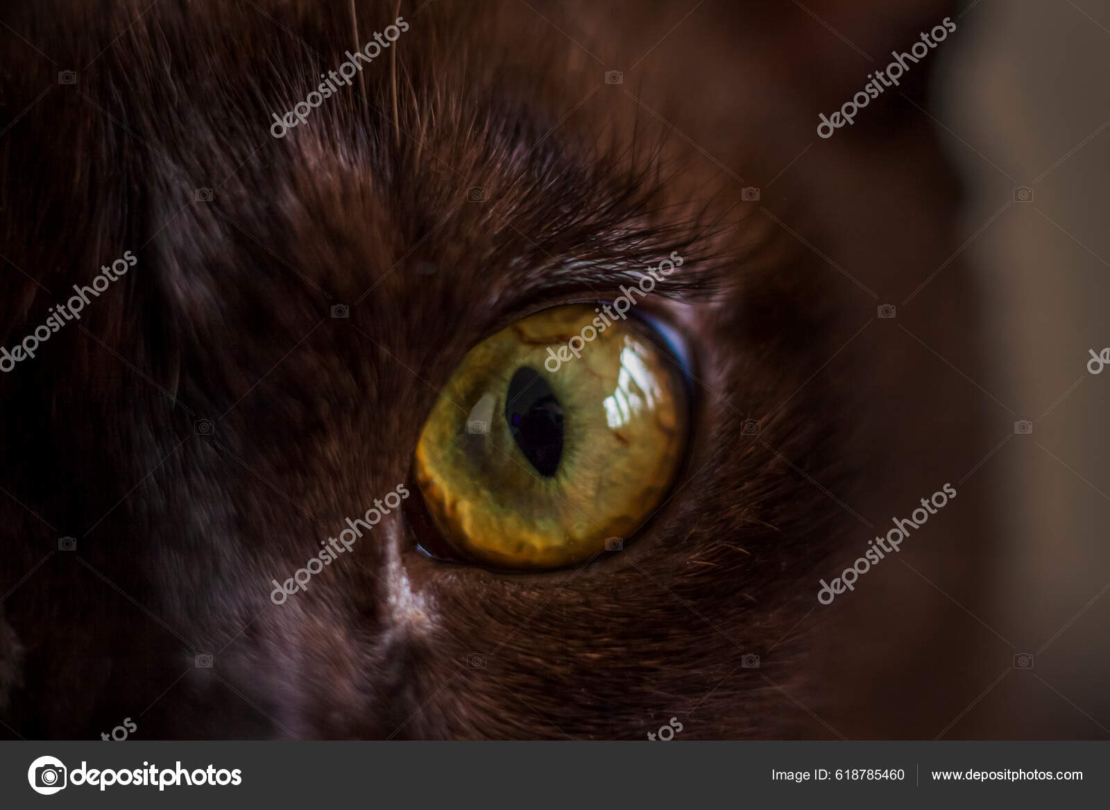 https://st5.depositphotos.com/72897924/61878/i/1600/depositphotos_618785460-stock-photo-cat-eye-close-cat-watching.jpg