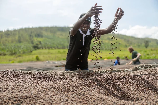 乾燥したコーヒー豆を手で投げるアフリカ系アメリカ人労働者 — ストック写真