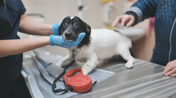 Shy Little Dog Veterinarian Appointment — Fotografia de Stock