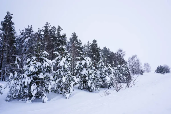 Winter Landscape Snow Covered Pines Snowdrifts — Stockfoto