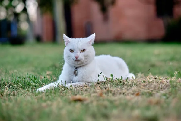Белая Кошка Лежит Траве Саду — стоковое фото