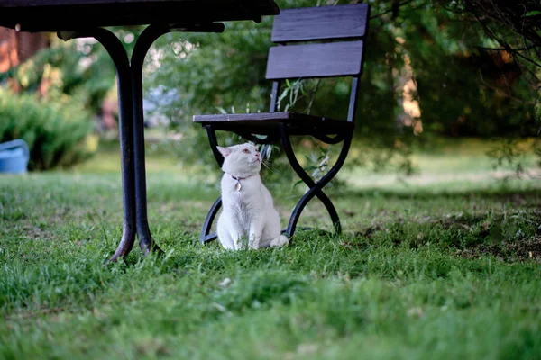 Charming White Cat Sitting Garden Chair — Zdjęcie stockowe