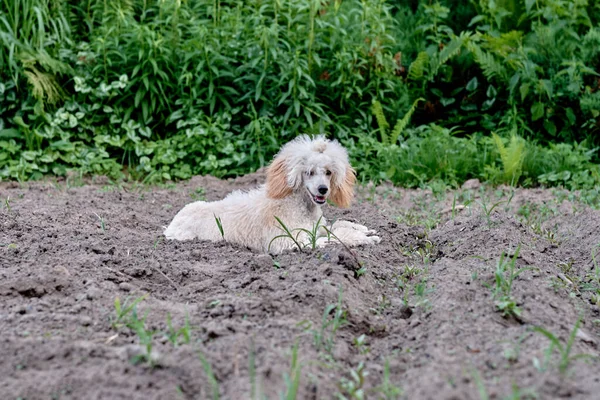 Poodle Puppy Lying Bed Young Plant Sprouts — Zdjęcie stockowe