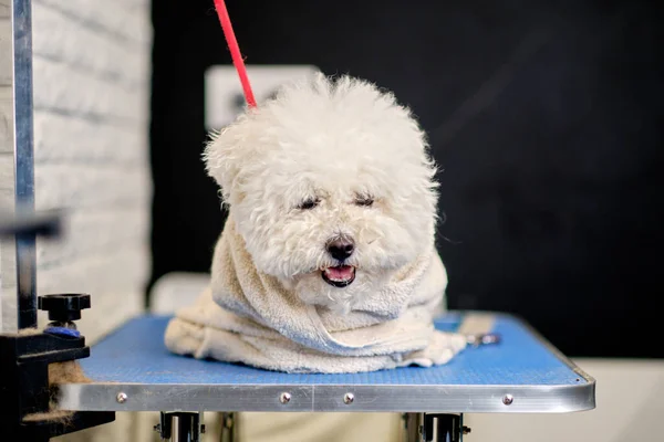 Close Wet Bichon Frise Wrapped Towel Lying Grooming Table — Zdjęcie stockowe
