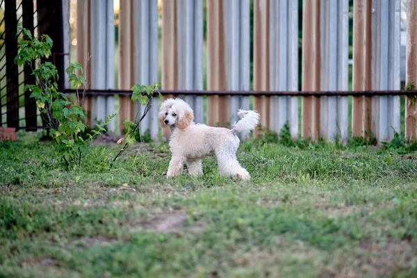 Young Small Poodle Stands Fence Allowing Leave Territory Site — Zdjęcie stockowe