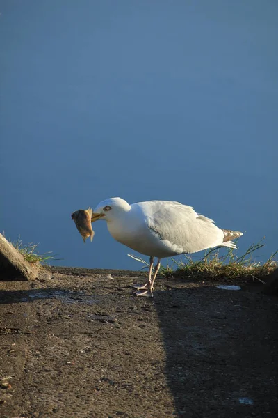 Seagull Eating Close — Stock Photo, Image