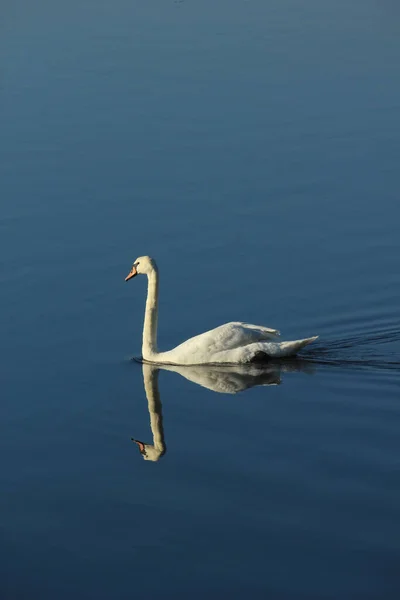 湖の上の一羽の白鳥の景色 — ストック写真