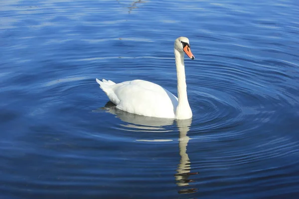 Single Swan View Lake — Stock Photo, Image