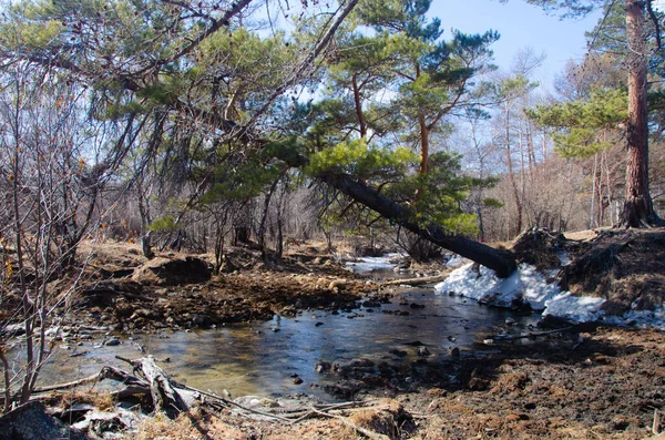 Almost Fallen Pine Tree Leans Creek Spring Forest Landscape — Foto de Stock