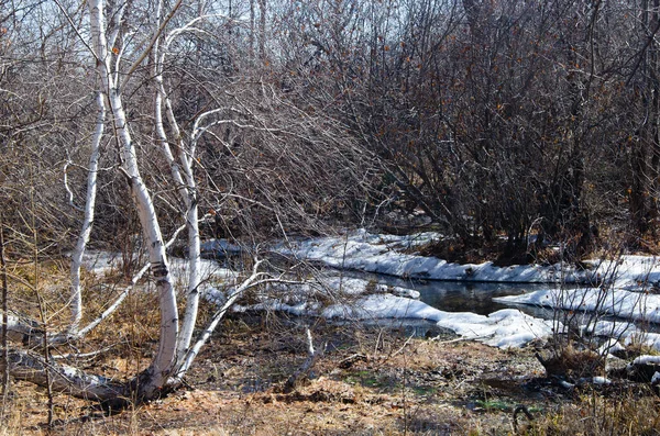 Небольшой Ручей Который Растаял Весной Берегу Снег — стоковое фото