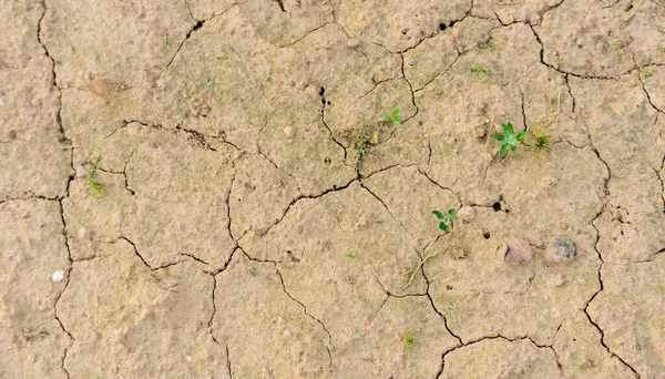 乾燥した割れ泥の中の植物 夏の干ばつ — ストック写真
