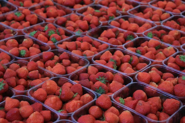 Strawberries Small Plastic Containers — Foto de Stock