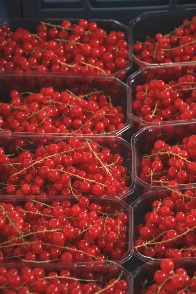 Red Currants Small Boxes — Stock fotografie