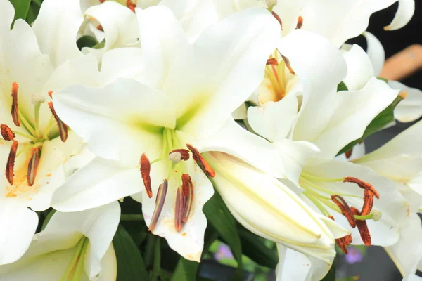 Große Weiße Lilien Aus Nächster Nähe — Stockfoto