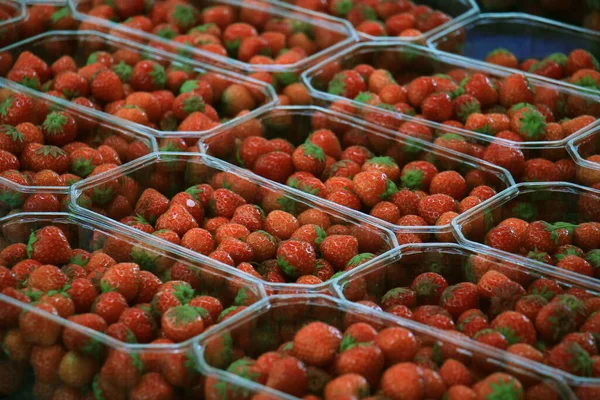 Fresas Pequeños Recipientes Plástico — Foto de Stock