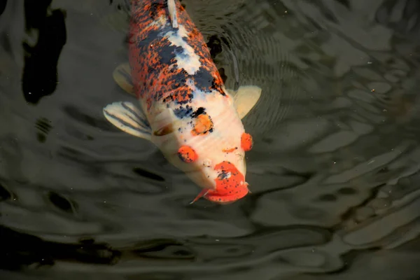 Big Koi Carp Outdoor Fish Pond — Stock Photo, Image
