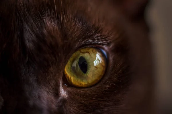 Μάτι Της Γάτας Από Κοντά Γάτα Παρακολουθεί Μακρο Φωτογραφία Μάτι — Φωτογραφία Αρχείου