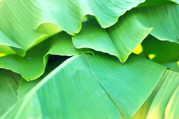 Banana Palm Leaves Green Background — стоковое фото