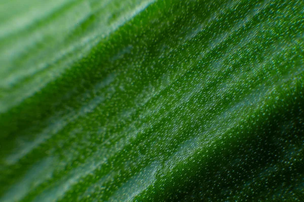 Succulent Green Leaf Plant Close Background Texture — Foto de Stock