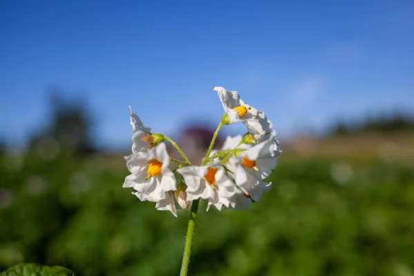 Flowering Potato Potato Flowers Blossom Sunlight Grow Plant — Stockfoto