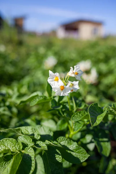 Flowering Potato Potato Flowers Blossom Sunlight Grow Plant —  Fotos de Stock