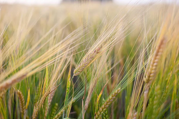Ear Rye Wheat Field Rye Meadow Moving Wind — Stock fotografie