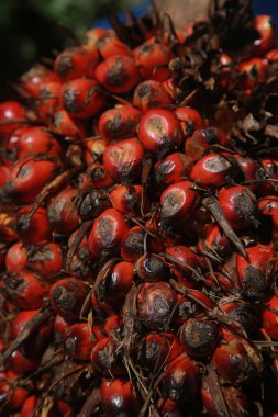 Markette kırmızı böğürtlen