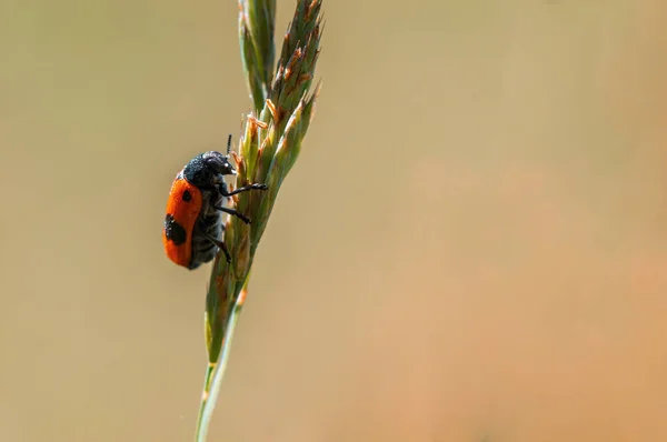 One Ant Bag Beetle Sits Stalk Meadow — Stock Photo, Image