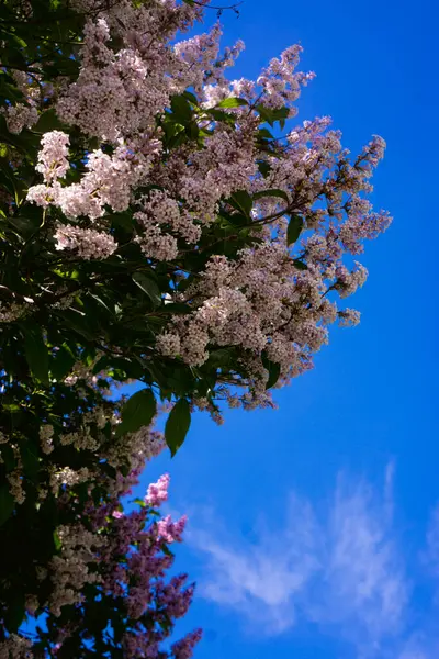 Kvetoucí Růžová Fialová Lila Proti Obloze — Stock fotografie
