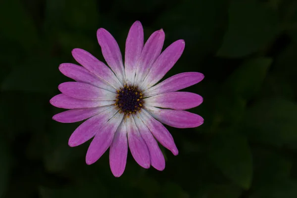 Close Flower Anemone Hortensis — Photo