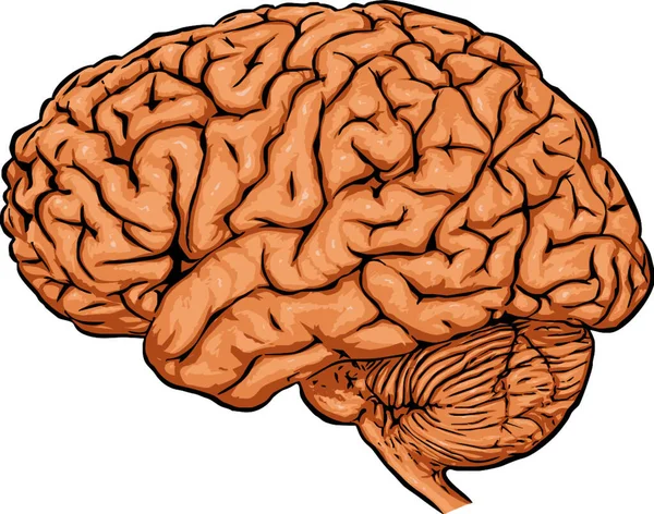 Cerebro Colorido Vector Ilustración — Archivo Imágenes Vectoriales