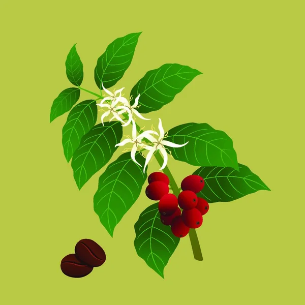 Café Planta Coffea Arabica Ilustração Vetorial Colorido — Vetor de Stock