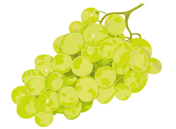 Green Grapes Vector Illustration — Stock Vector