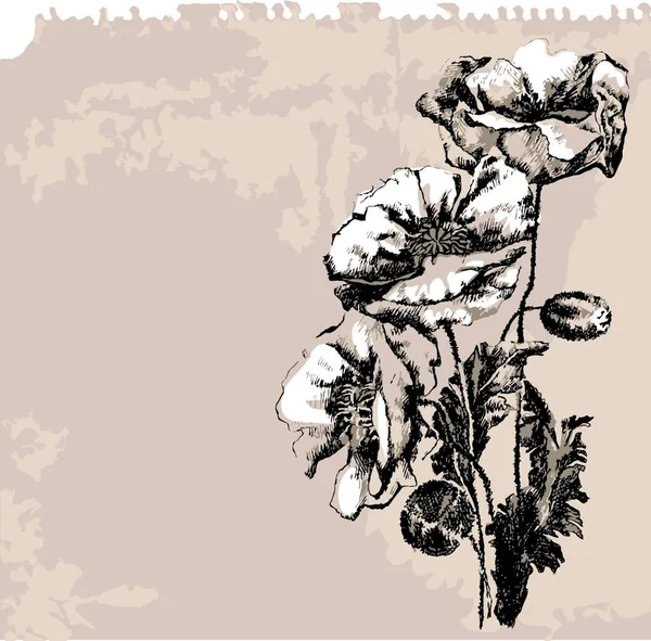 Poppy Flower Graphic Vector Illustration — Stock Vector