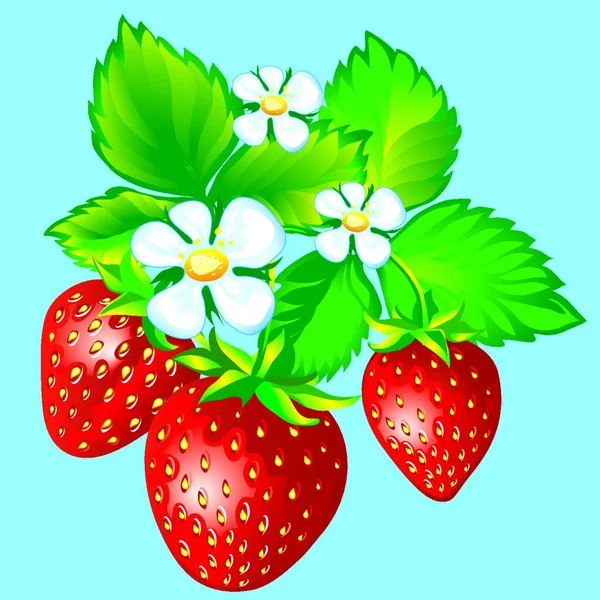 Strawberries Graphic Vector Illustration — Stock Vector