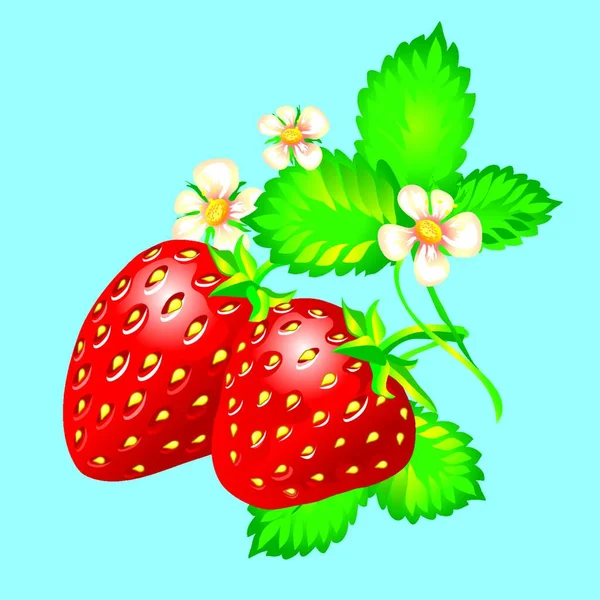Strawberries Graphic Vector Illustration — Stock Vector