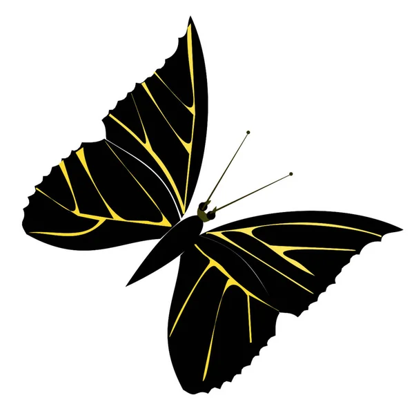 Schmetterling Mit Flügeln Kreative Illustration — Stockvektor