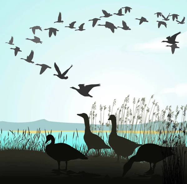 Oies Migratrices Rivage Lac — Image vectorielle
