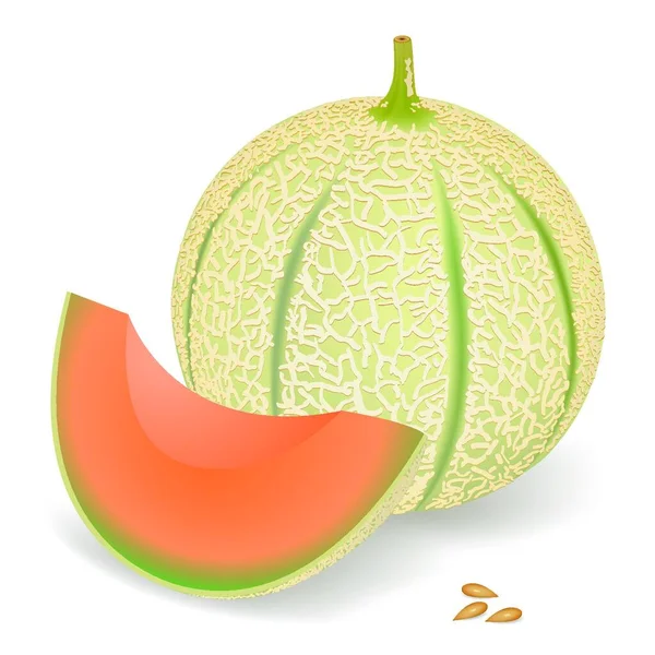 Melone Moderne Vektorillustration — Stockvektor