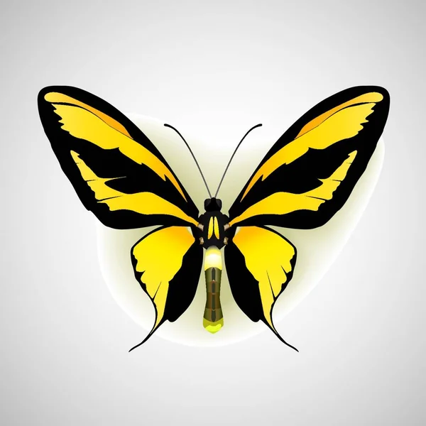 Kanatlı Kelebek Yaratıcı Sanat Çizimi — Stok Vektör