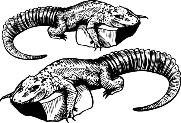 Szkic Aligator Biało Czarny — Wektor stockowy