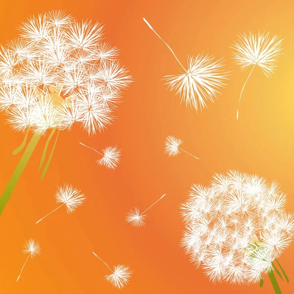 Dandelion Colorful Vector Illustration — Stock Vector