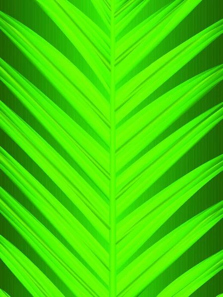 Palm Leaf Vector Illustration — Stock Vector