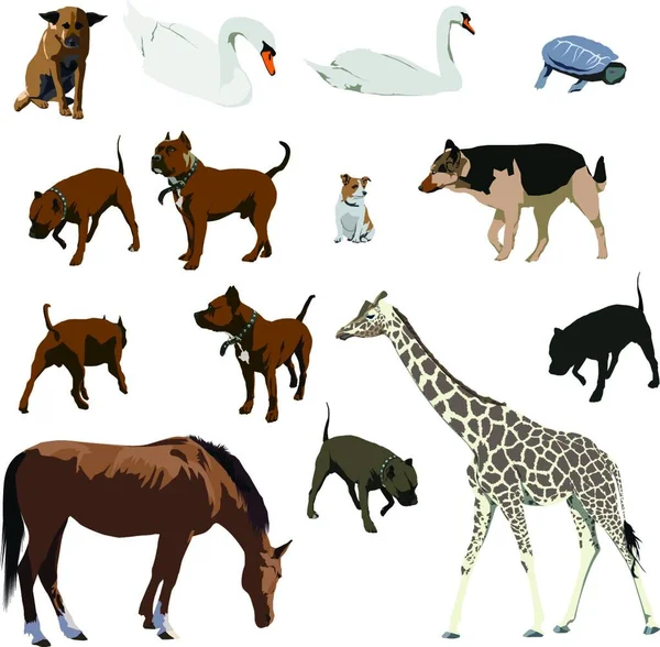 Zwierzęta Kolorowy Wektor Ilustracji — Wektor stockowy
